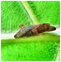 Ledropsis