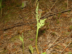 Botrychium acuminatum