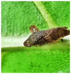 Ledropsis