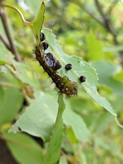 Scopelodes contracta