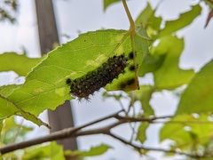 Scopelodes contracta