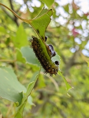 Scopelodes contracta