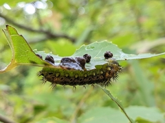 Scopelodes contracta