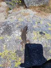 Archaeolacerta bedriagae