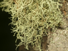 Usnea perplexans