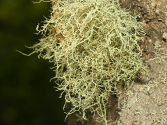 Usnea perplexans