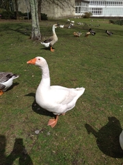 Anser anser domesticus