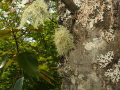 Usnea perplexans
