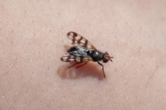 Ceroxys urticae