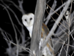 Tyto alba delicatula