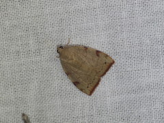 Detounda leptoplasta