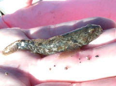 Gobiomorphus breviceps