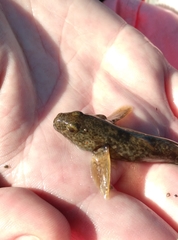 Gobiomorphus breviceps