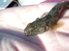 Gobiomorphus breviceps