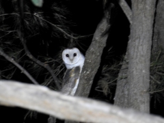 Tyto alba delicatula