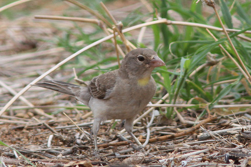 Yellow-spotted Bush Sparrow