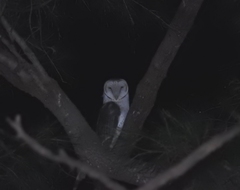 Tyto alba delicatula