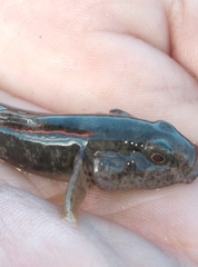Gobiomorphus breviceps