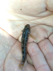 Gobiomorphus breviceps