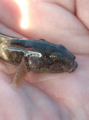 Gobiomorphus breviceps