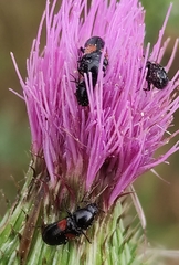 Divales bipustulatus