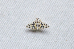 Pycnarmon alboflavalis