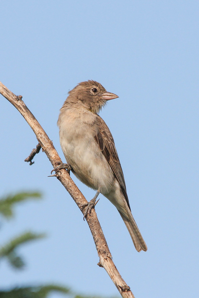 Yellow-spotted Bush Sparrow photo