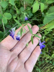 Collinsia grandiflora