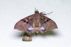 Ischyja marapok