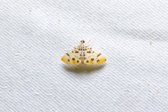 Pycnarmon alboflavalis
