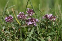 Thymus praecox polytrichus