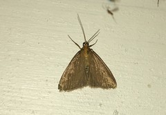 Evergestis aenealis