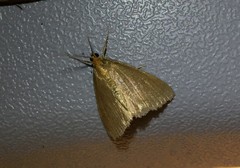 Evergestis aenealis