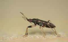Dieuches armatipes