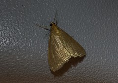 Evergestis aenealis