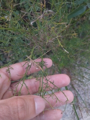 Baccharis ulicina