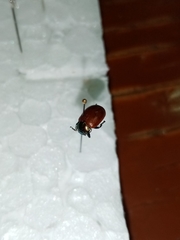Chrysolina polita