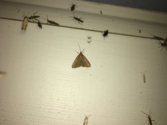 Evergestis aenealis