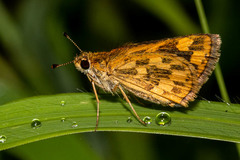 Taractrocera ceramas