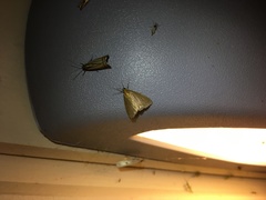 Evergestis aenealis