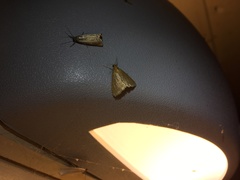 Evergestis aenealis