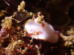 Goniobranchus sinensis