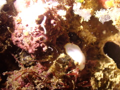 Goniobranchus sinensis