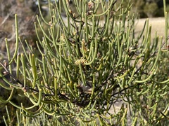 Hakea lissosperma