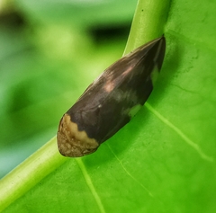 Ptyelinellus praefractus