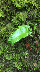 Asplenium scolopendrium