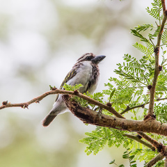 Black-Throated Barbet photo 1