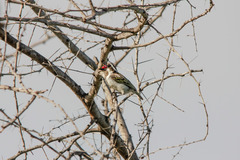 Black-Throated Barbet photo 3
