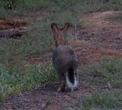 Lepus saxatilis