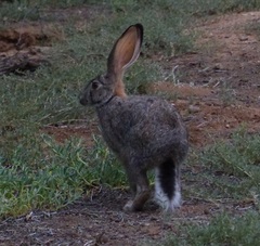 Lepus saxatilis